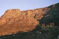 Table Mountain buttresses at sunset