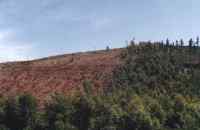 clear cut along railway line