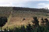 regrowth of plantation trees
