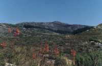 view of burned area in Silvermine (with Watsonias)