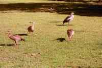 Egyptian Goose family on lawn at Charnwood