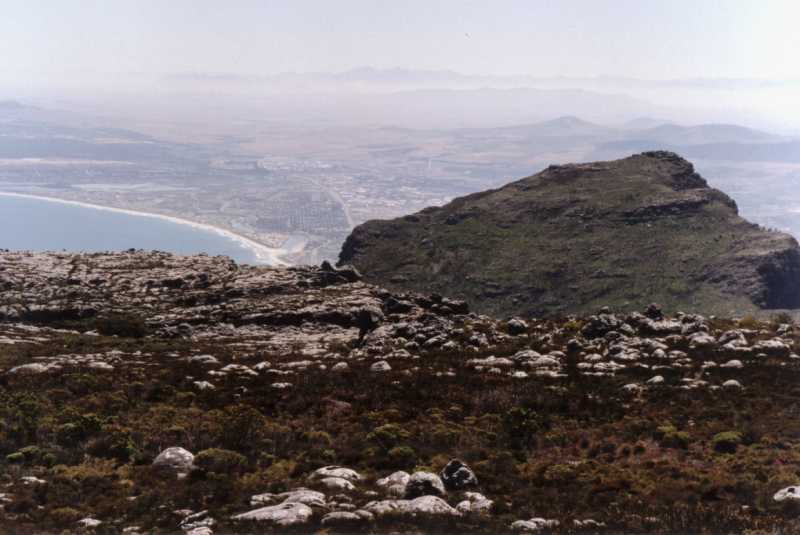 table mountain pine. Spring flowers and pine trees