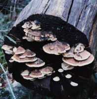 fungus on tree stump