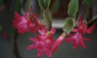 pink succulent plant on my balcony in flower
