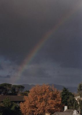autumn tree with rainbow