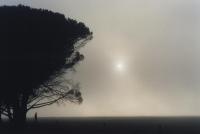 early morning fog, tree and sun at Rondebosch Common