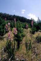 Watsonias and pines in Cecila Forest