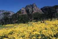 Spring flowers and pine trees in front of Devil's Peak