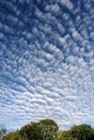 altocumulus puffy patterns over trees