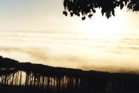 fog and trees from Rhodes Memorial