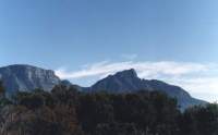 autumn trees and cirrus behind Table Mountain and Devil's Peak