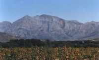 mountain peak above vineyard