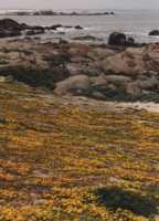 yellow flowers near rocky beach