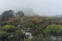 fynbos in fog on Fishoek Mountain