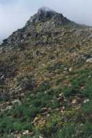 fynbos on hillside above Fishoek