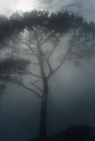 foggy tree with sun rays