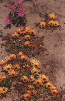 orange_yellow daisies on sandy soil