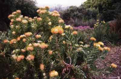 leucospermum shrub in Kirstenbosch Gardens