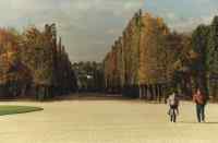 autumn trees in avenue