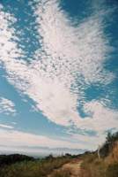 Altocumulus above path in Tokai Forest