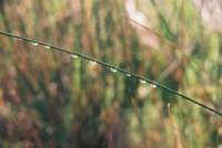 Dewdrops on reed in Zandvlei Nature Reserve