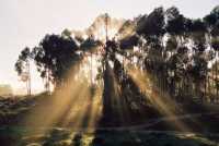 Misty trees and sunbeams in Malmesbury