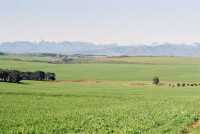 Fields and snowy peaks from Klipheuwel