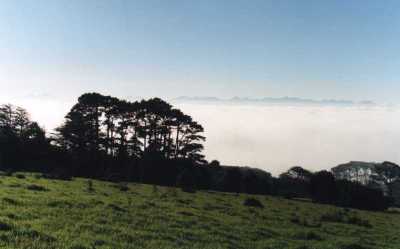 fog, field, trees and distant mountains