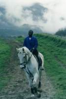 white horse trotting in Constantia, with Cecilia Forest