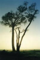 misty tree on Rondebosch Common backlit at dawn