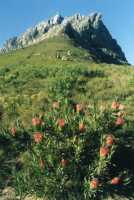 Proteas in front of Table Mountain (Kloof Corner)
