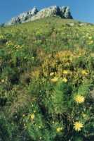 daisies in front of Table Mountain (Kloof Corner)