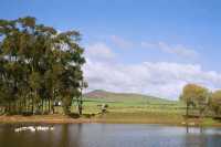 geese in pond near Koeberg Hill