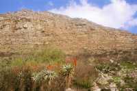 Muizenberg Mountain burned area with aloes