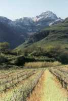 snowy peak above farm near Mt Fleur