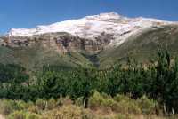 Jonkershoek valley plantation with snowy peak