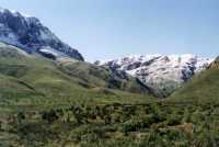 Jonkershoek valley fynbos with snowy peaks
