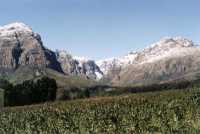 Drakenstein flower farm and snowy peaks