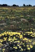 spring flowers on Rondebosch common