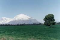 snowy peak and lone tree in field near Tulbagh