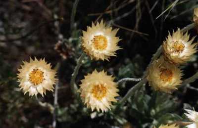 everlastings in Silvermine Nature Reserve