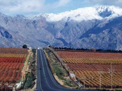 snow covered peaks behind vineyards