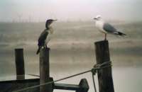 gannet and gull perching