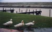 ducks on lawn at Port Owen