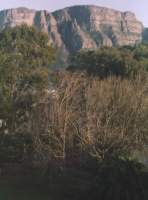 winter trees in front of Table Mountain