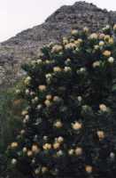leucospermum bush in front of cliffs