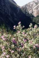 purple flowers in front of Leopard's Kloof