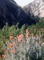 orange red flowers in front of Leopard's Kloof