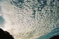 Altocumulus patterns backlit over tree