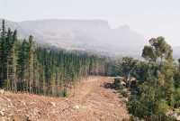 Tokai Plantation clearcut towards Table Mountain